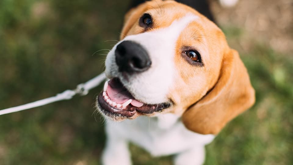 Animal Shelters